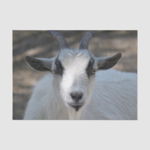 Cute White Goat Portrait Photo Tissue Paper