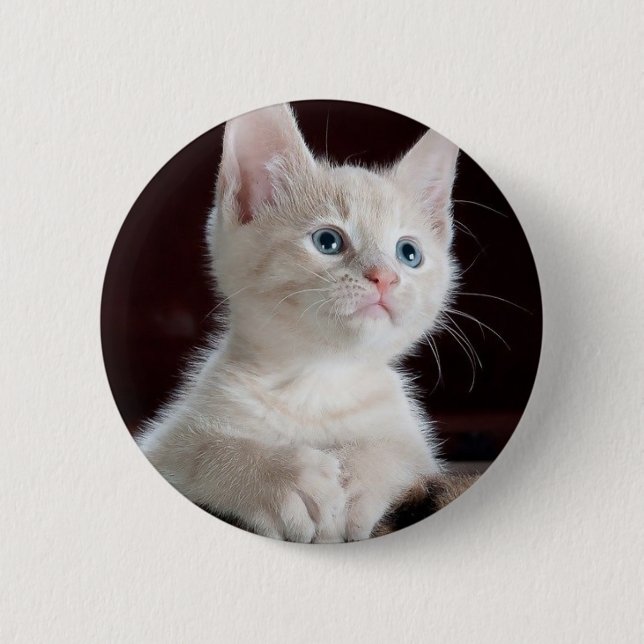 Cute white kitten 6 cm round badge (Front)