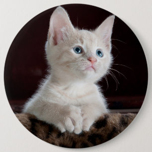 Cute white kitten portrait 6 cm round badge