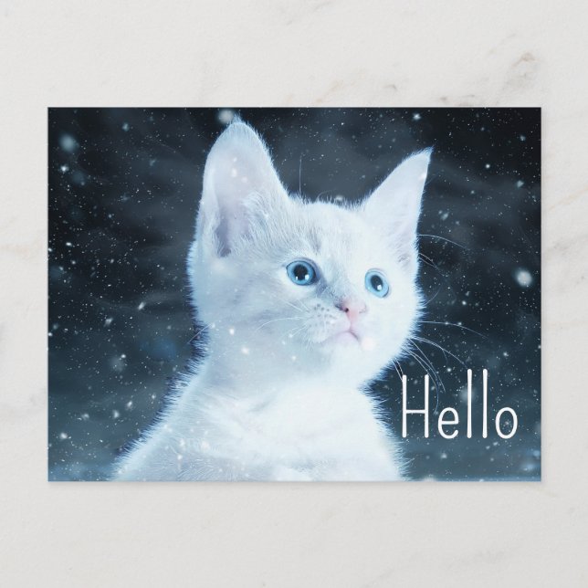  Cute White Kitten with Pretty Blue Eyes Hello Postcard (Front)