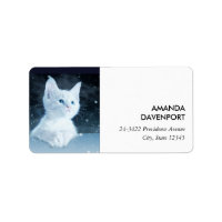 Cute White Kitten with Pretty Blue Eyes