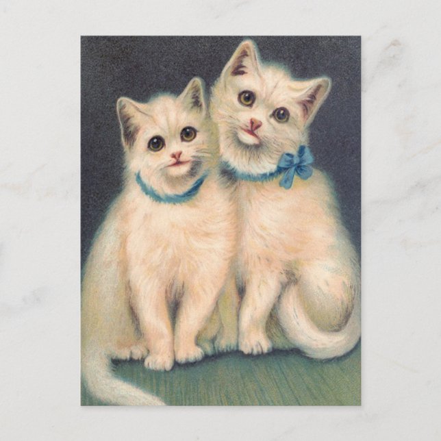 Cute White Kittens Postcard (Front)