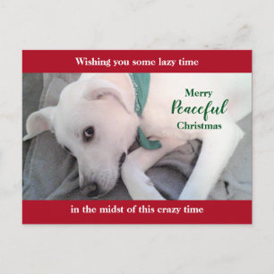 Cute White Labrador Dog Lazy Red Christmas Holiday Postcard