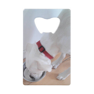 Cute White Labrador Mix Puppy Dog Drinking Water