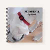 Cute White Labrador Mix Puppy Dog Drinking Water