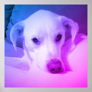 Cute White Labrador Mix Sitting on Couch Grey Post Poster