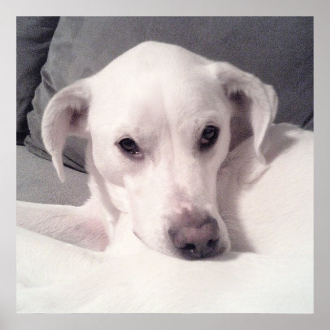 Cute White Labrador Mix Sitting on Couch Grey Poster (Front)