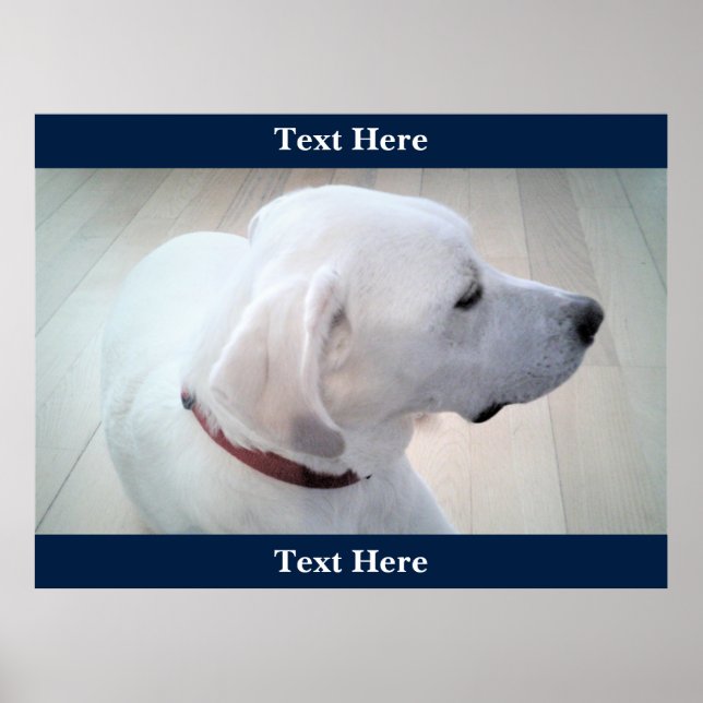 Cute White Labrador Retriever Mix Dog Profile Blue Poster (Front)