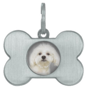 Cute white Maltese puppy Pet Name Tag