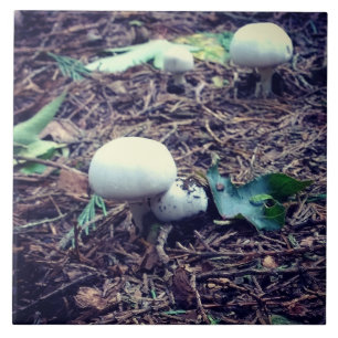 Cute White Mushrooms Ceramic Tile