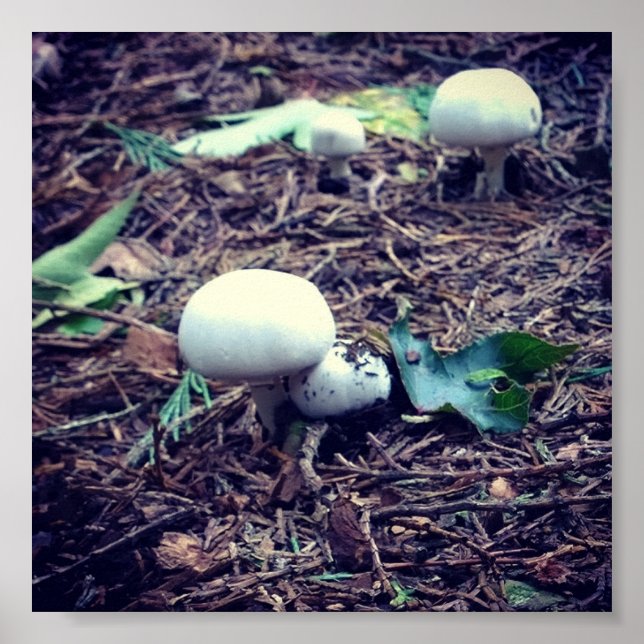 Cute White Mushrooms Poster (Front)