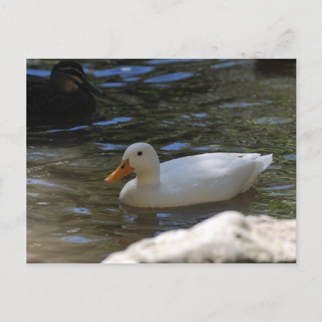Cute White Pekin Duck Swimming In Pond Postcard (Front)