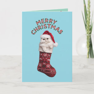 Cute White Persian Cat Christmas Card