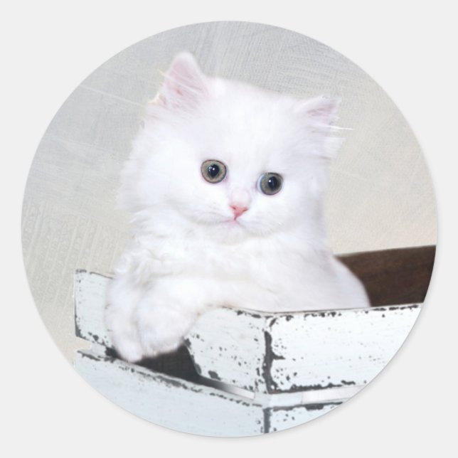Cute White Persian Kitten Classic Round Sticker (Front)