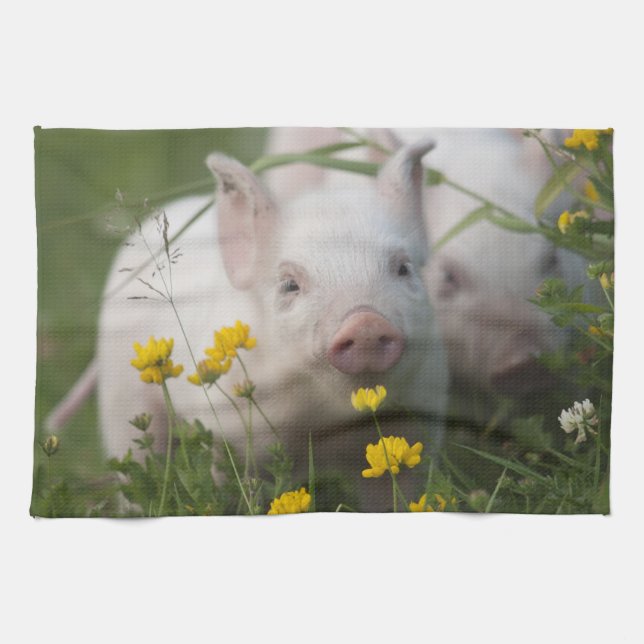 Cute White Piglet in Field of Yellow Flowers Tea Towel (Horizontal)