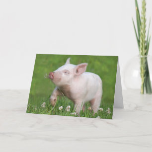 Cute White Piglet Smells a Flower Card