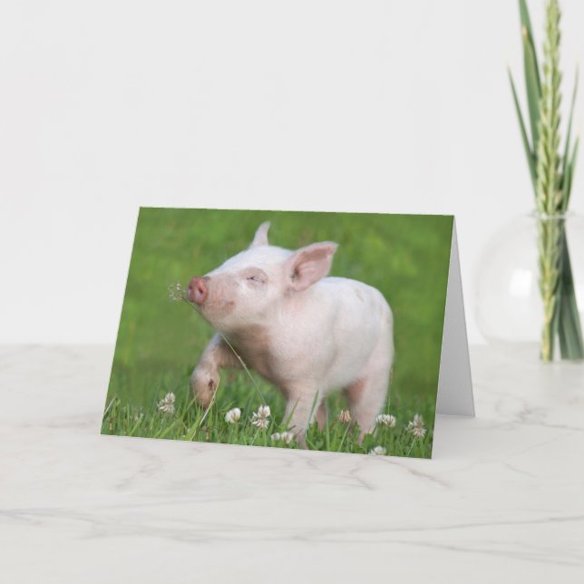 Cute White Piglet Smells a Flower Card (Front)