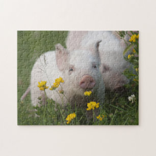 Cute White Piglets in Yellow Flowers - Baby Animal Jigsaw Puzzle