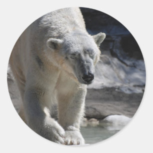 Cute White Polar Bear Classic Round Sticker