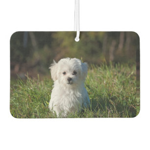 Cute white puppy car air freshener