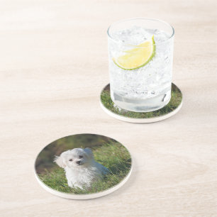 Cute white puppy coaster