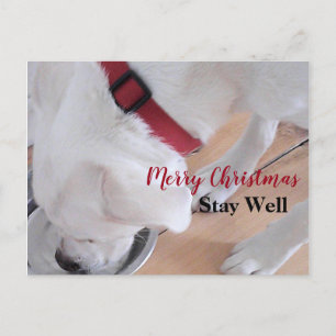 Cute White Puppy Dog Drinking Water Christmas Red Postcard