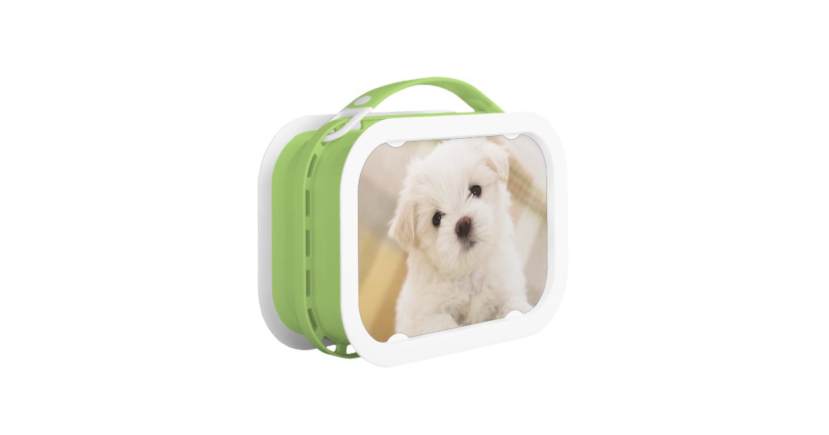cute-white-puppy-dog-lunch-box-kids-school-food-zazzle