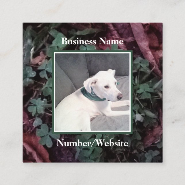Cute White Puppy Dog Shamrocks Clovers Green Square Business Card (Front)