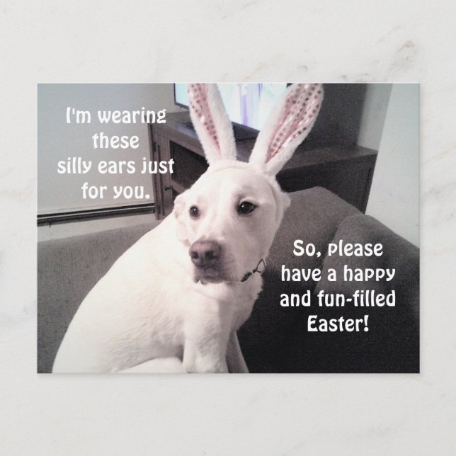 Cute White Puppy Dog Wearing Easter Bunny Ears Postcard (Front)