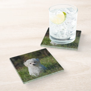 Cute white puppy glass coaster