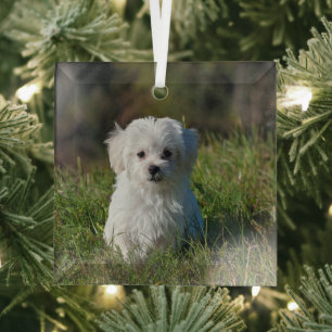 Cute white puppy glass tree decoration