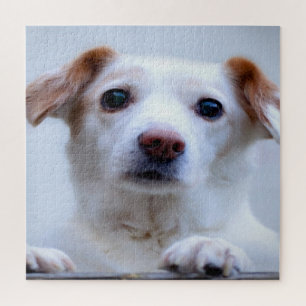 Cute White Puppy Jigsaw Puzzle