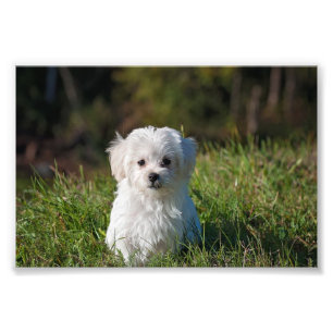 Cute white puppy photo print