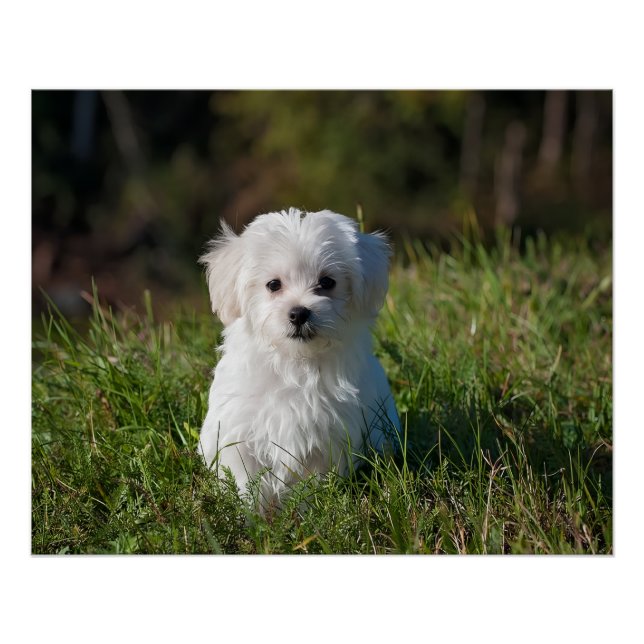 Cute white puppy poster (Front)