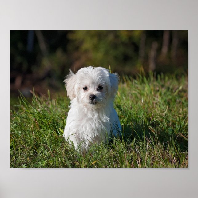 Cute white puppy poster (Front)