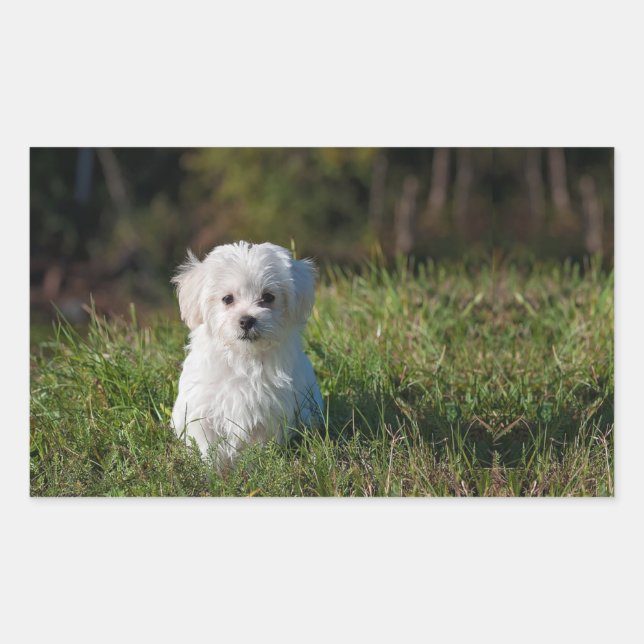 Cute white puppy rectangular sticker (Front)