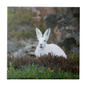 Cute White Rabbit Ceramic Tile