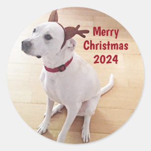 Cute White Reindeer Dog Photo Merry Christmas Classic Round Sticker
