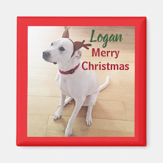 Cute White Reindeer Puppy Dog Photo Christmas Magnet