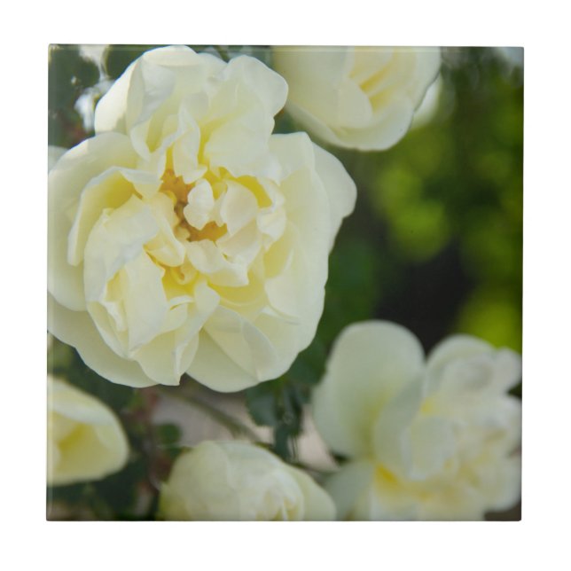 Cute white roses for positive   ceramic tile (Front)