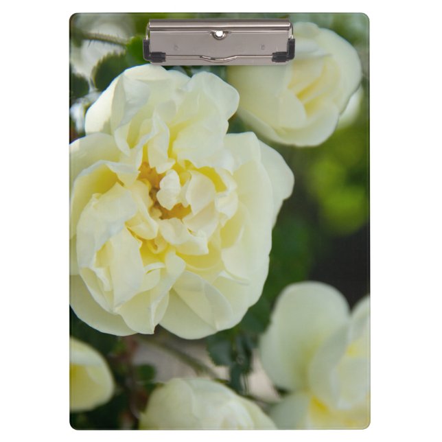 Cute white roses for positive   clipboard (Front)
