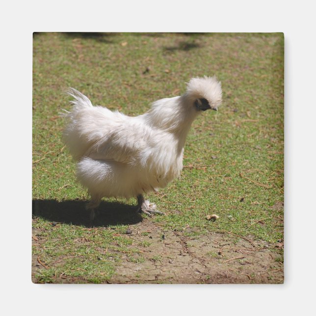 Cute White Silky Bantam Chicken Walk Magnet (Front)