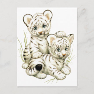 Cute White Tiger Cubs Postcard