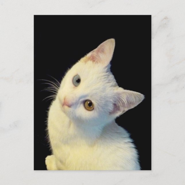 Cute White Turkish Van Kitten Postcard (Front)