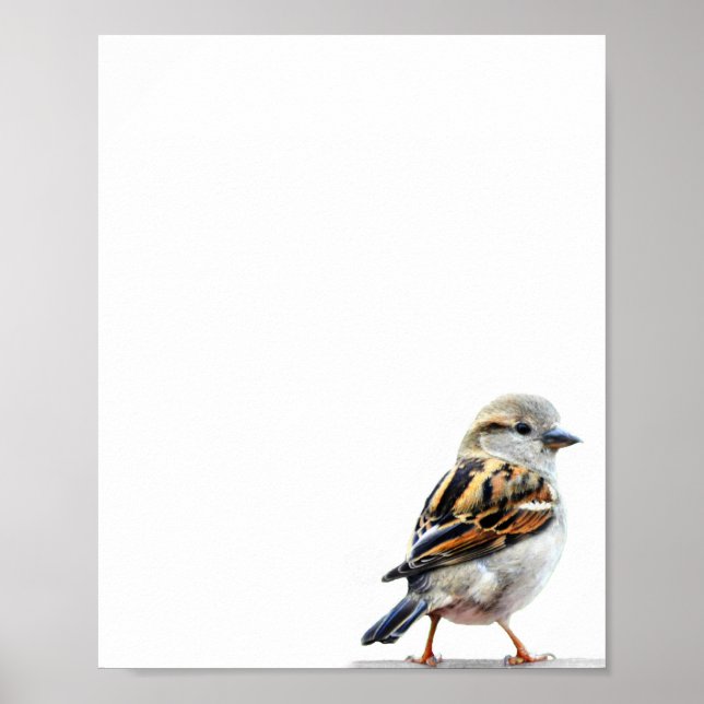 Cute Wild Bird Sparrow Photo Poster (Front)