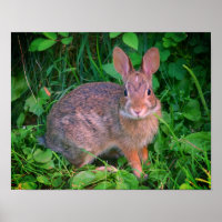 Cute Wild Brown Rabbit Wildlife