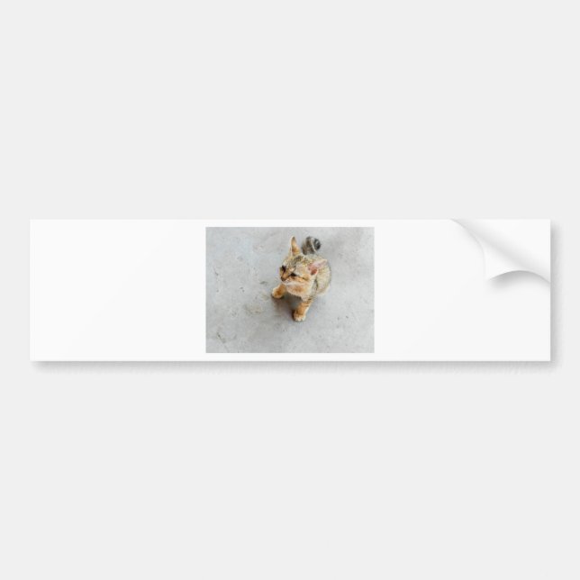 Cute wild cat kitten bumper sticker (Front)