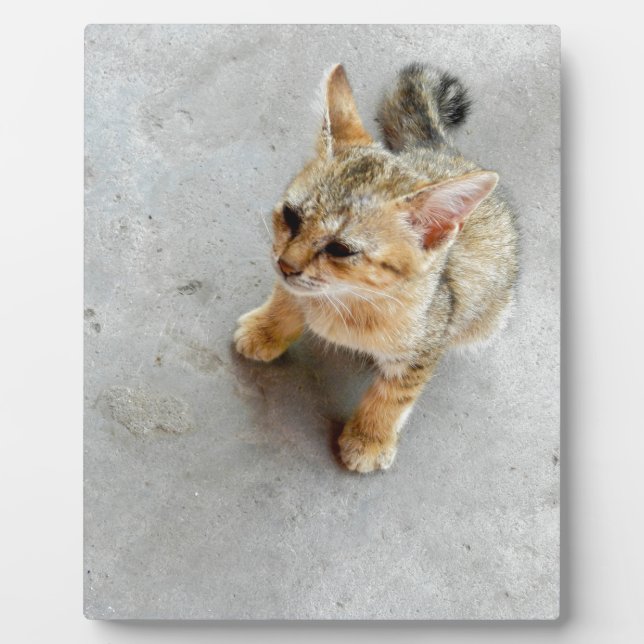 Cute wild cat kitten plaque (Front)