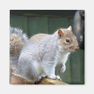 Cute Wild Grey Squirrel (UK ) Magnet