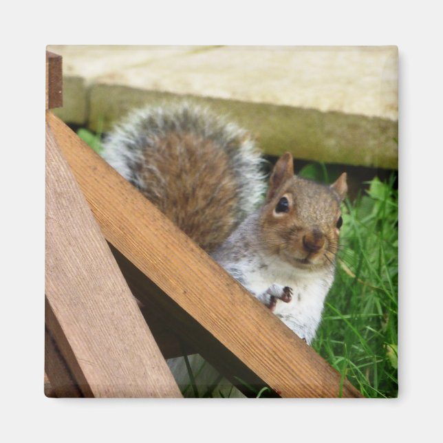 Cute Wild Grey Squirrel (UK ) Magnet (Front)
